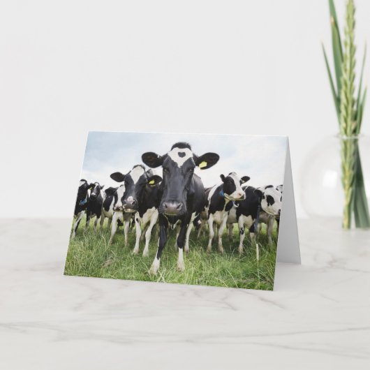 Carte Vaches se tenant dans une rangée regardant (Devant)
