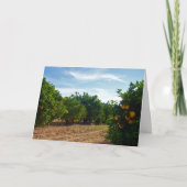 Carte Valencia Orange Grove (Devant)