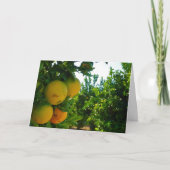 Carte Valencia Oranges en Orange Grove (Devant)