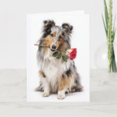Carte Valentine Sheltie Merle Bleu – Dévotion Douce (Devant)