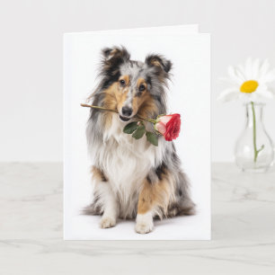 Carte Valentine Sheltie Merle Bleu – Dévouement Doux