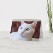 Carte Valentine Turc Angora Cat Odd Eyes (Dos)