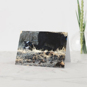Carte Veau et vache à visage blanc