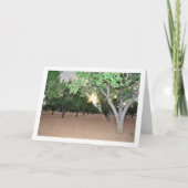 Carte Verger d'amandiers espagnol, Valence, Espagne (Devant)