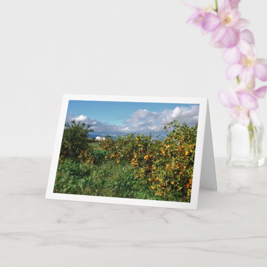 Carte Verger d'orangers, Valence, Espagne (Orchidée)