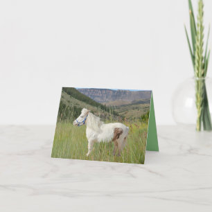 Carte Véritable cheval miniature dans d'autres montagnes