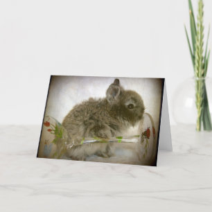Carte Verre de lapin et de vin