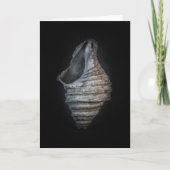 Carte Version couleur Shells No 6 (Devant)