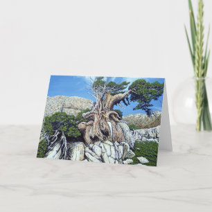 Carte verte d'arbre de crique