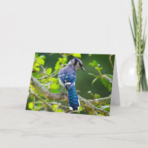 Carte Vêtements Cadeaux de Photographie de Nature Geai B
