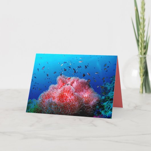 Carte Vie marine tropicale Corail anémoné rose (Devant)