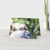 Carte Vielle tortue sauvage (Dos)