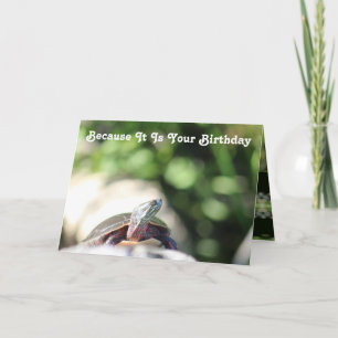 Carte Vielle tortue sauvage