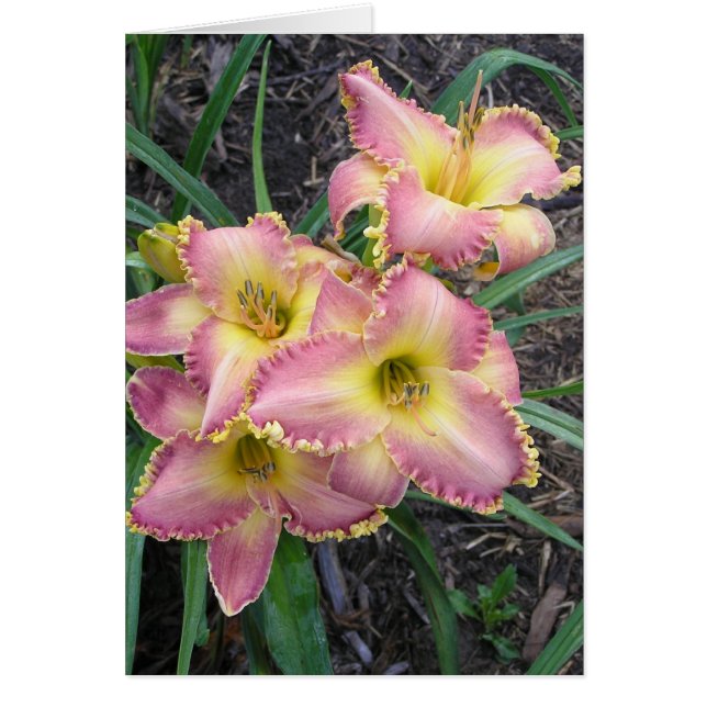 Carte vierge avec Mojave Morning (Devant)