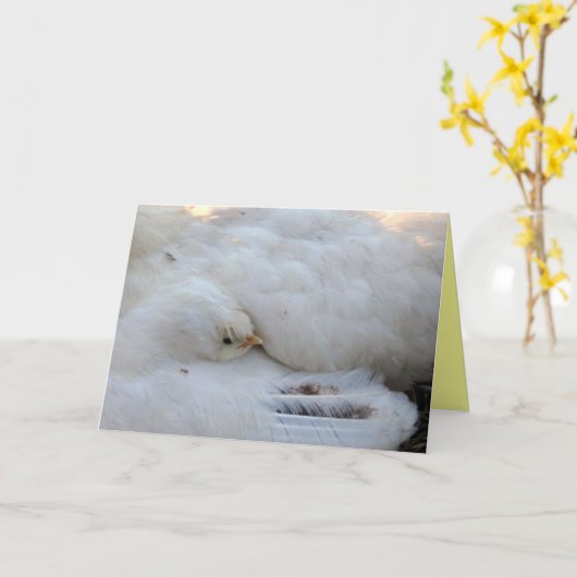 Carte vierge avec verso (Fleur jaune)