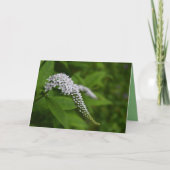 Carte vierge - belle fleur de gooseneck blanc (Devant)