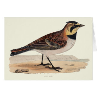 CARTE VIERGE D'ALOUETTE DE CIEL