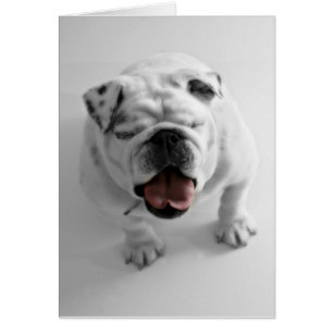 Carte vierge de bouledogue génial