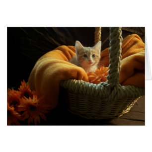 carte vierge de chaton