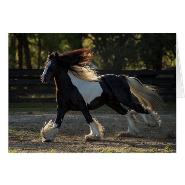 Carte vierge de cheval gitan de Vanner (Devant horizontal)