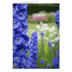 Carte vierge de delphiniums bleus