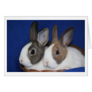Carte vierge de lapin néerlandais