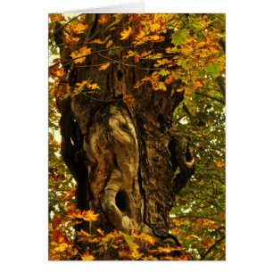 Carte vierge de l'arbre antique