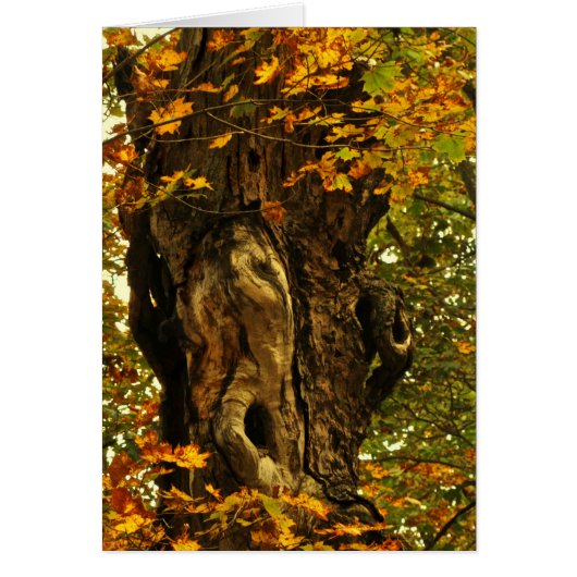 Carte vierge de l'arbre antique (Devant)