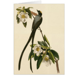 Carte vierge de magnolia de FLYCATCHER floral