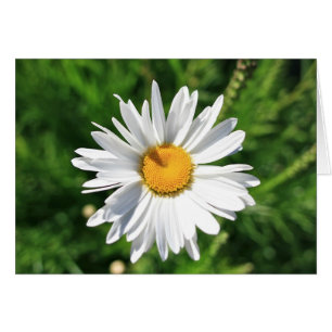 Carte vierge de marguerite