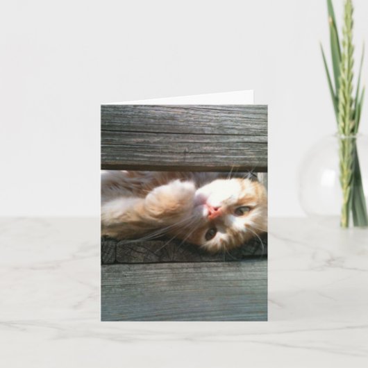 carte vierge de note de chat (Devant)