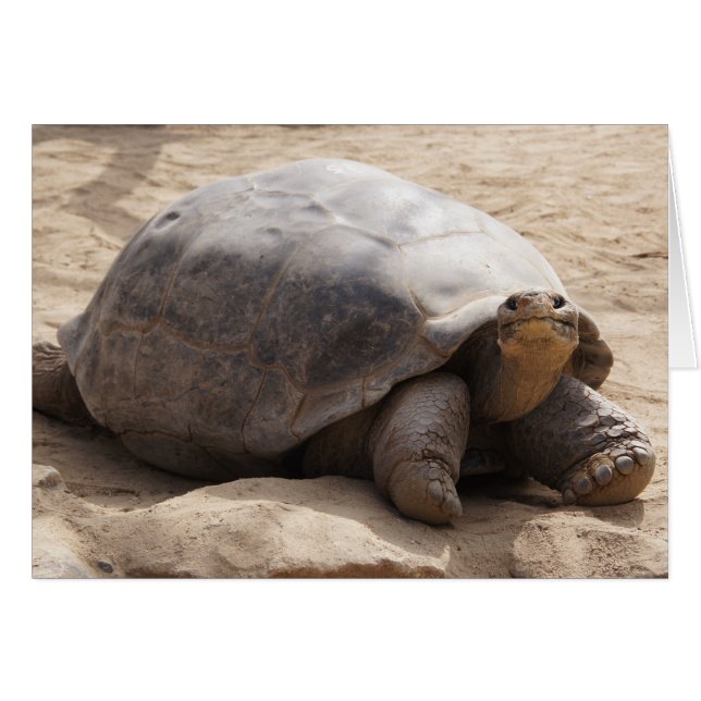 Carte vierge de sourire de tortue (Devant horizontal)