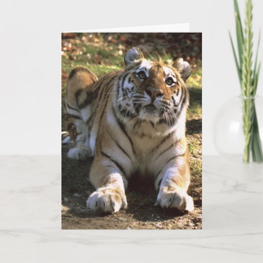Carte vierge de tigre (Devant)