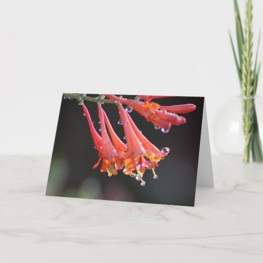 Carte vierge - Dew du matin (Devant)