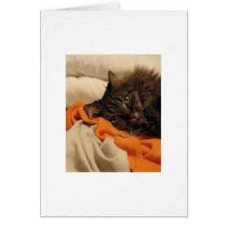 Carte vierge d'orange de chat