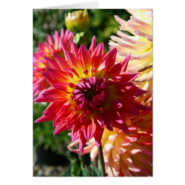 Carte vierge, fleur de dahlia (Devant)