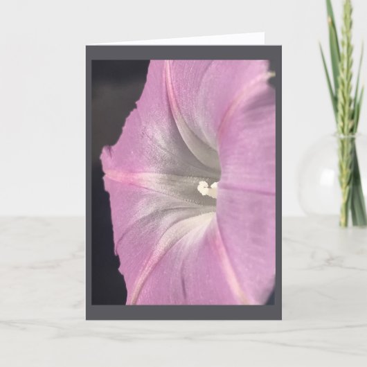 Carte Vierge Glory du Matin Satin Rose (Devant)