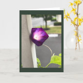 Carte vierge Magenta Morning Glory (Fleur jaune)