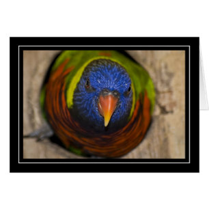 Carte vierge Verte-Naped de Lorikeet
