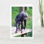 Carte Vieux Chimpanzé (Devant)