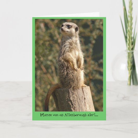Carte vigilante de Meerkat (Devant)