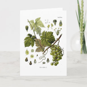 Carte Vigne de raisin
