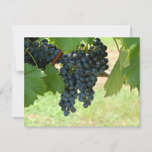 Carte Vignoble (Devant)