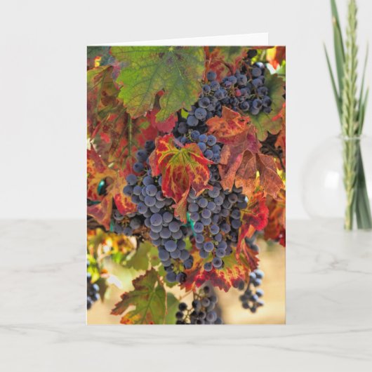 Carte Vignoble de belle automne Vin blanc (Devant)