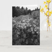 Carte Vignoble et collines, Draper Vineyard, 1966 (Fleur jaune)