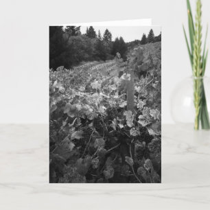 Carte Vignoble et collines, Draper Vineyard, 1966