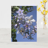 Carte Vin de pomme de terre (Fleur jaune)