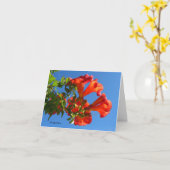 Carte Vine de trompette et chou de miel (Fleur jaune)