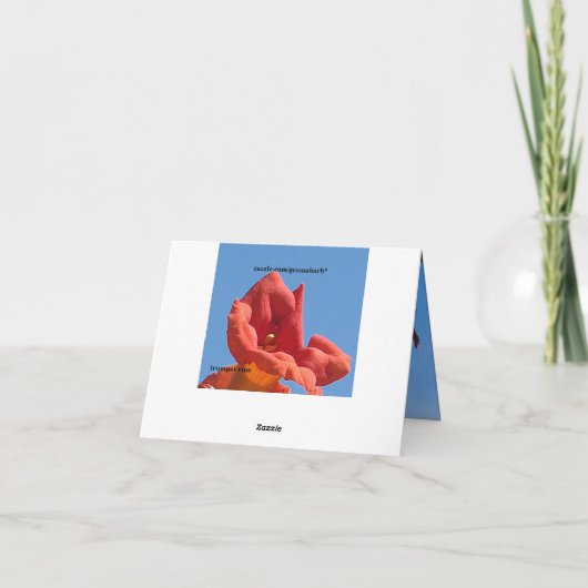 Carte Vine de trompette et chou de miel (Dos)