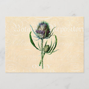 Carte Vintage 1902 Scottish Thistle Antique Fleur sauvag